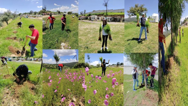 REFORESTACION